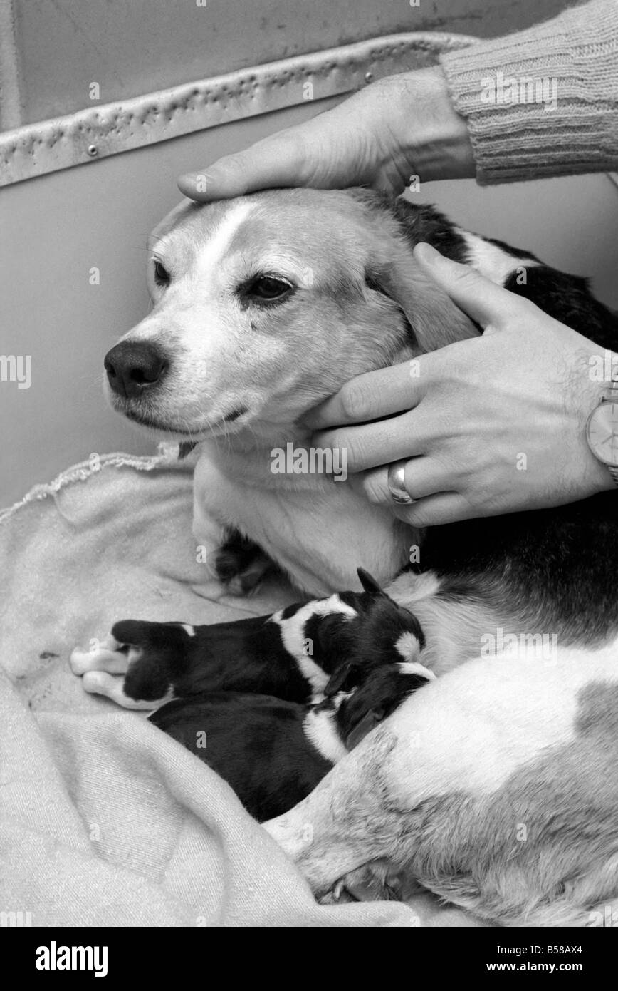 Los cachorros: Perro: Beagle camada: Nadie conoce el nombre de la perra,  pero ella es muy amigable para el personal y es visto aquí con sus dos  cachorros que eran de poco