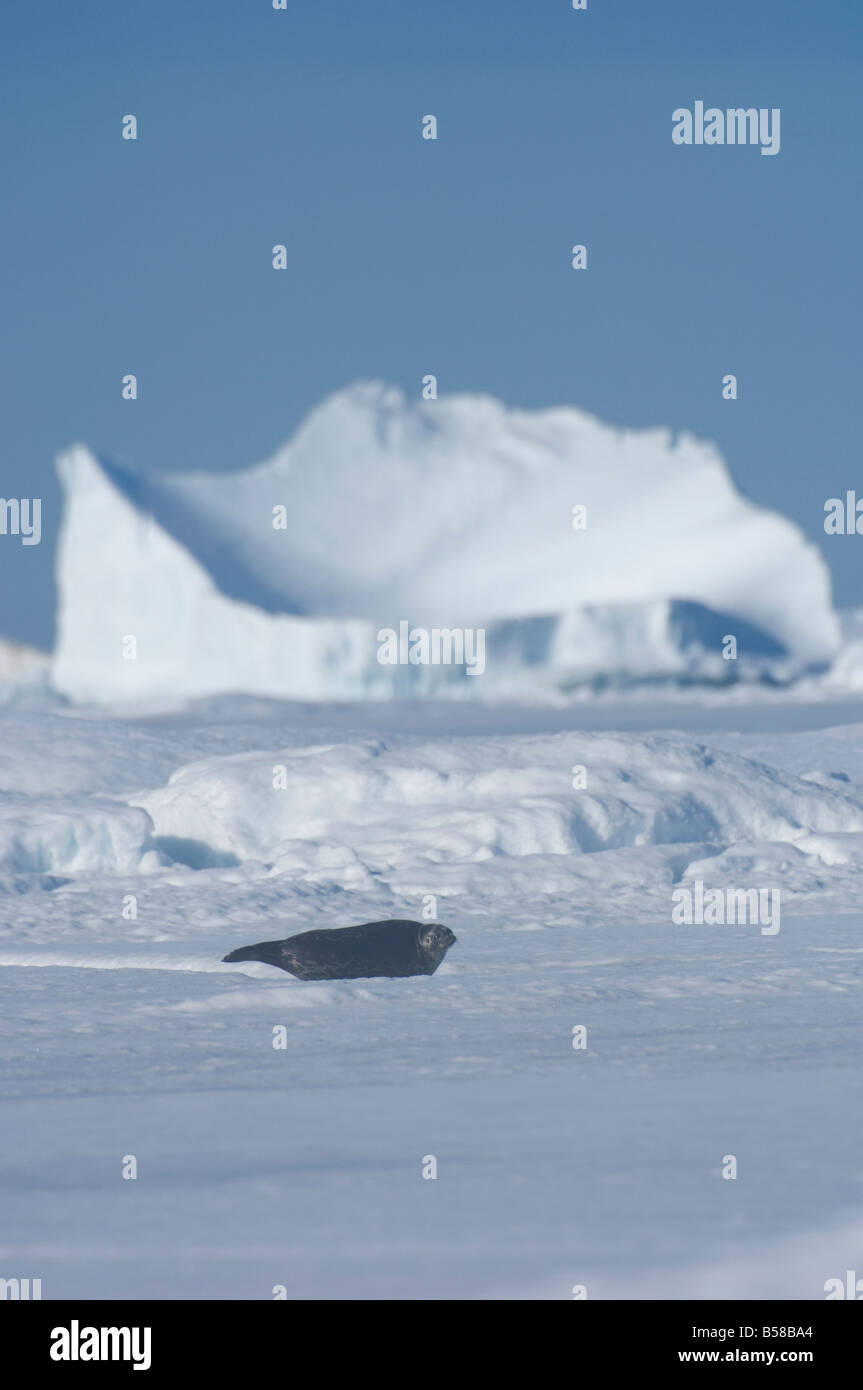 Foca anillada pup alrededor de 2 meses de edad el joven juntas son nacidos en cavidades guaridas escondidas bajo la nieve sobre el hielo del mar Foto de stock