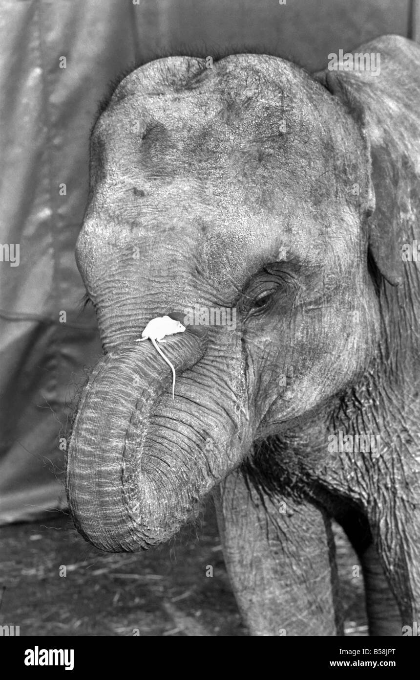 Elephant with mouse Imágenes de stock en blanco y negro - Alamy