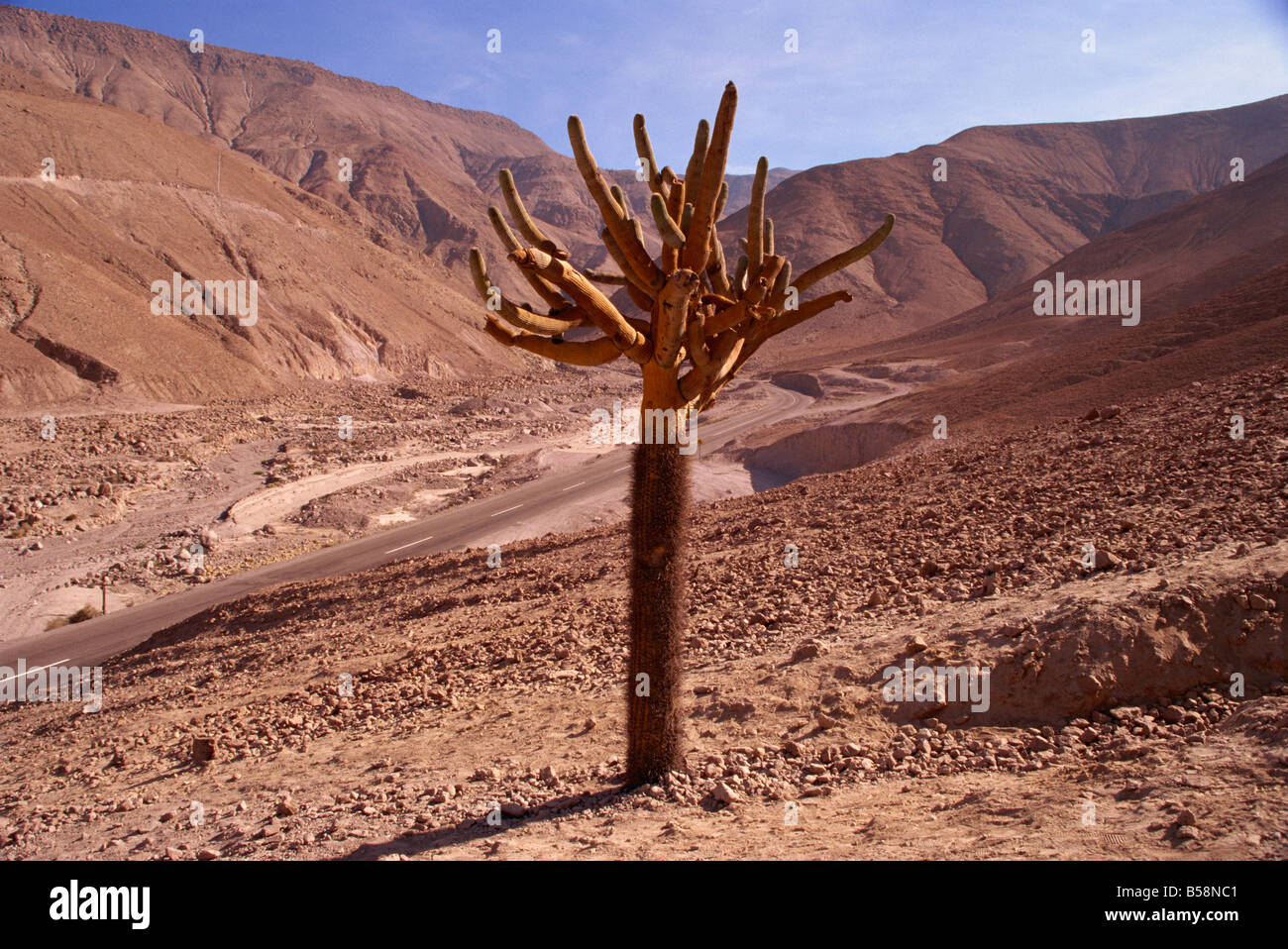 Candleholder cactus Valle de Lluta Norte Grande de Chile, Sudamérica Foto de stock