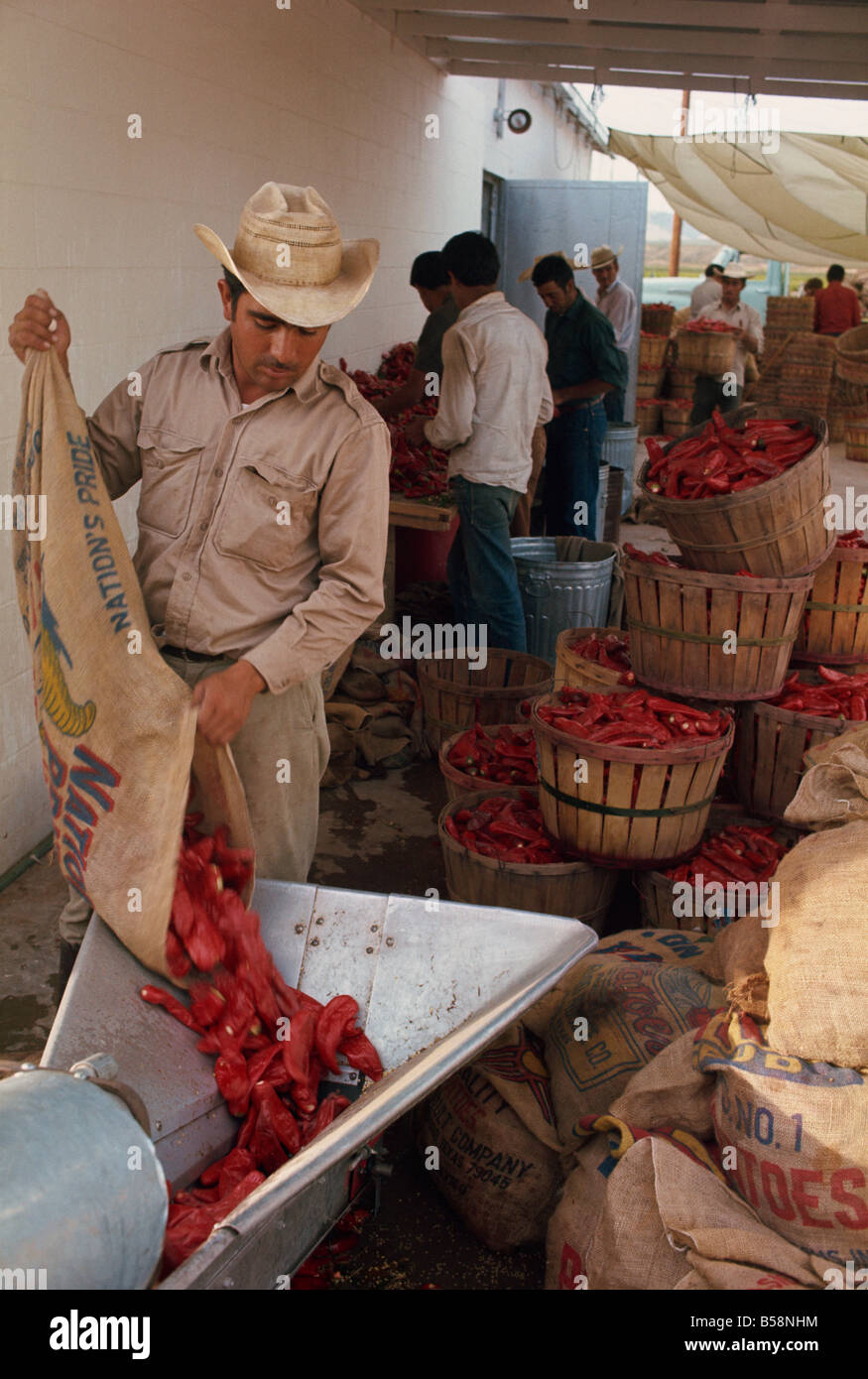 Los hombres con sacos y cestas de chiles en Chile, Sudamérica Foto de stock