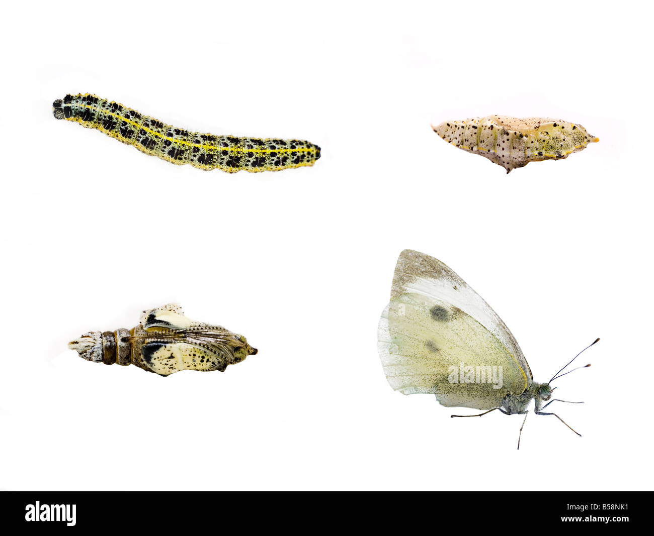 Ciclo de vida de la mariposa blanca grande Pieris Brassicae Fotografía