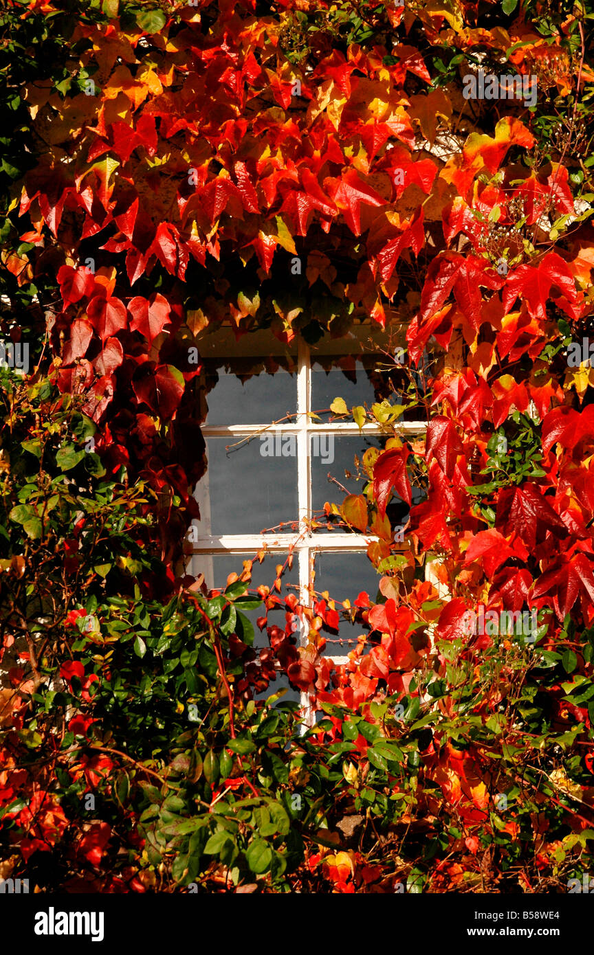 Virginia reductor en otoño alrededor de la ventana de una casa de campo. Foto de stock