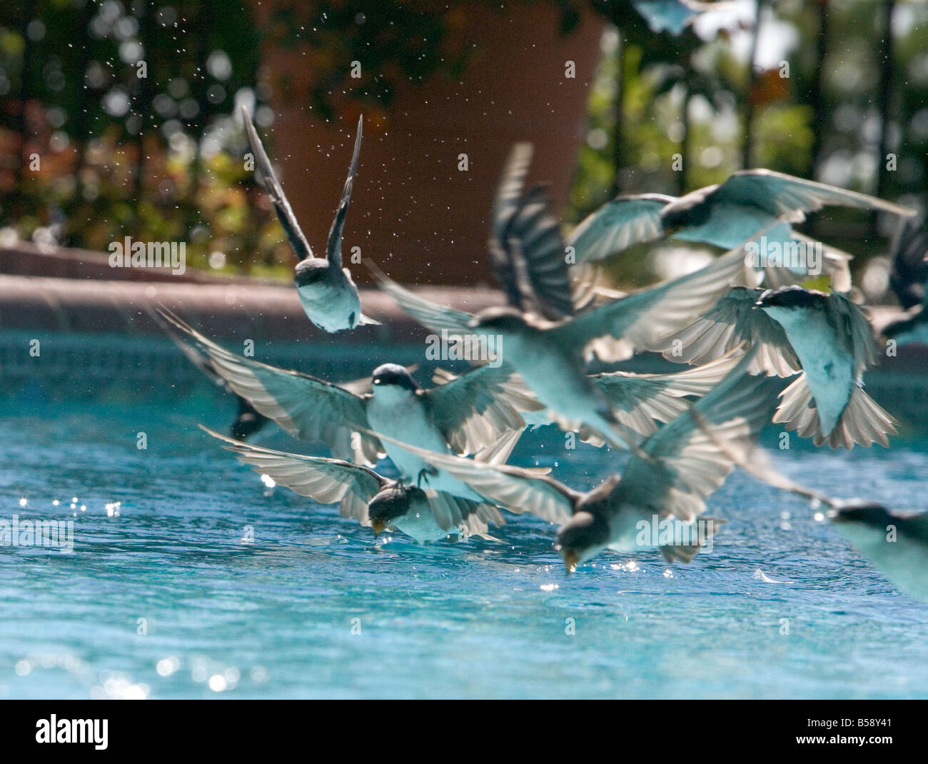 La migración de una bandada de golondrinas acorss roza la superficie de una piscina y toma un trago de agua Foto de stock