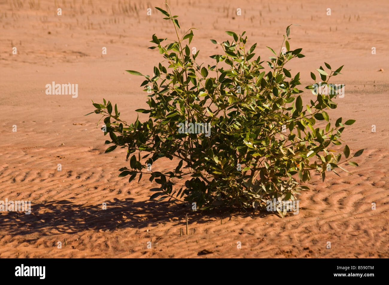 Los manglares jóvenes árboles brotando de un estuario cenagoso Foto de stock