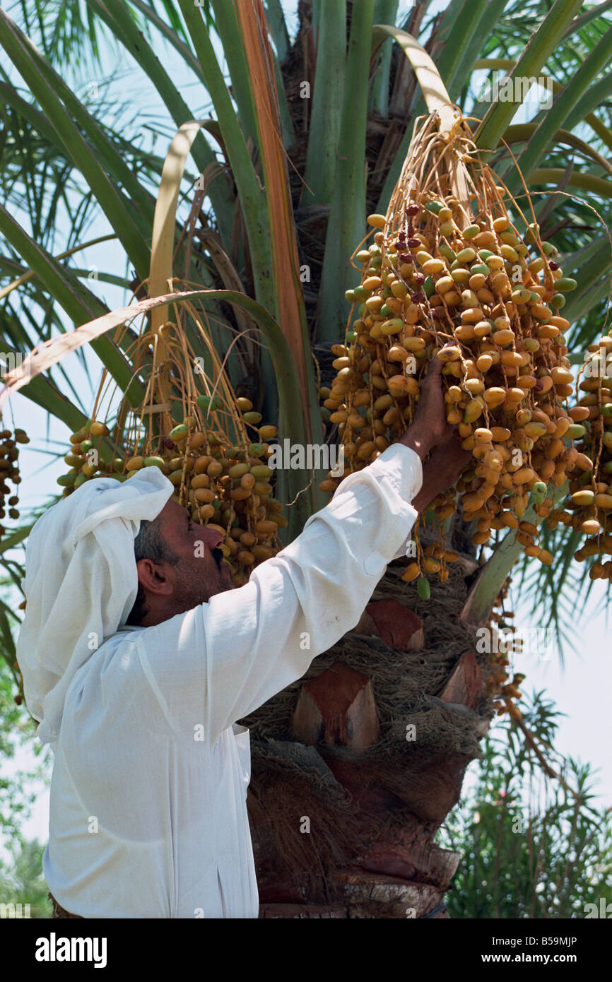 Hombre cosechando fruta de la palma datilera, Bahrein, Oriente Medio Foto de stock