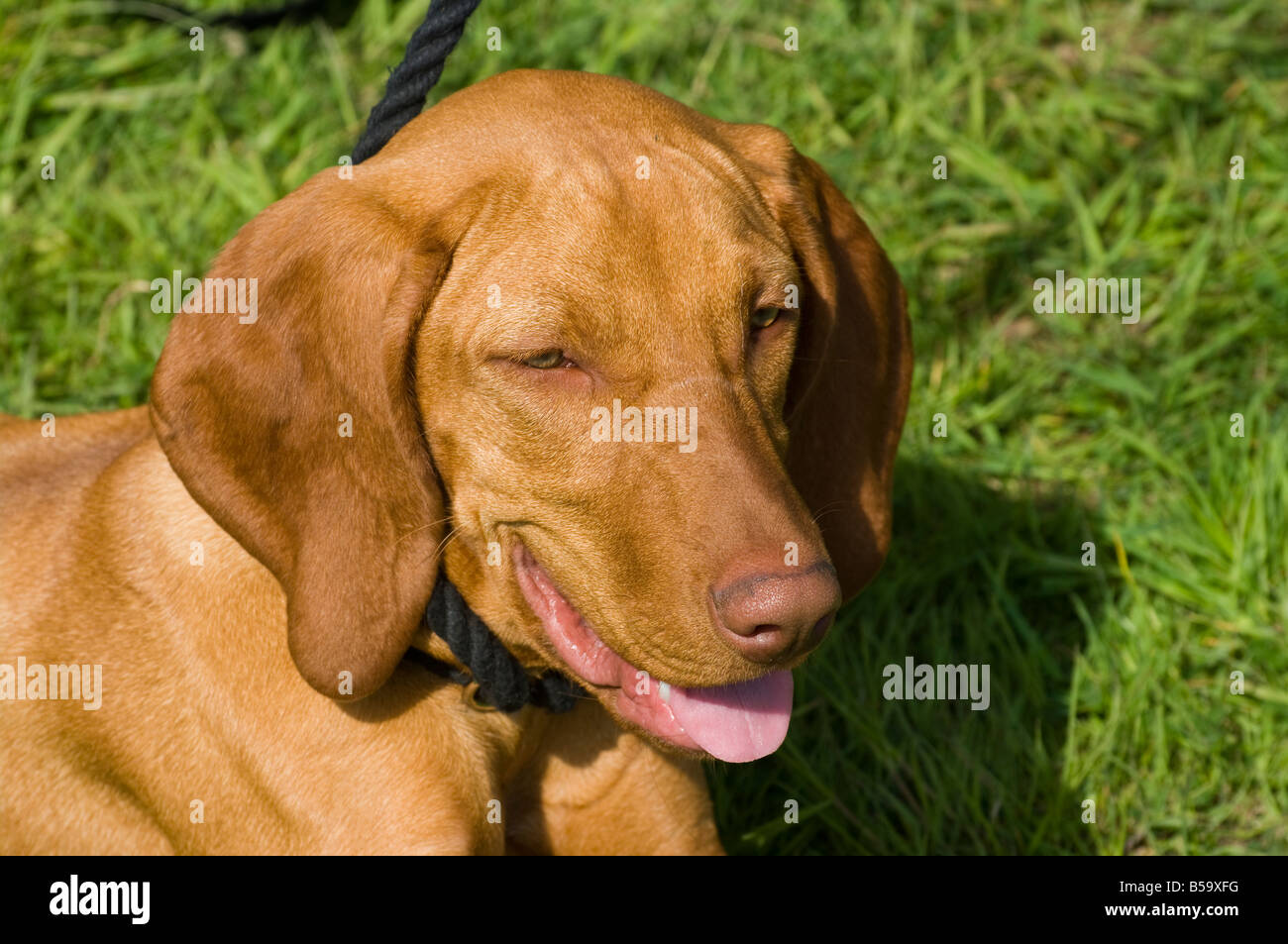 Brown perro jadeando con su lengua fuera Foto de stock