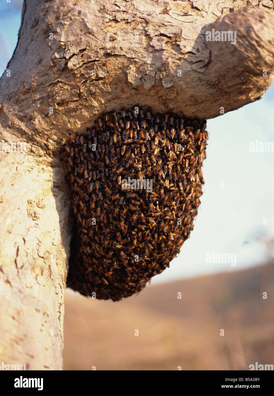 De abejas silvestres fotografías e imágenes de alta resolución - Alamy