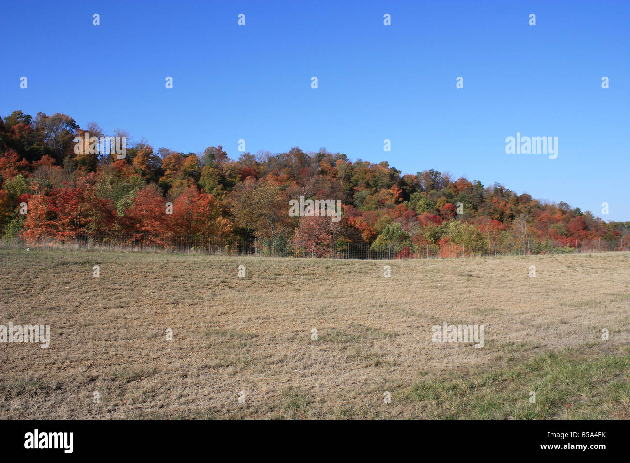 Temporada de otoño colores - árboles naturaleza WV USA Foto de stock