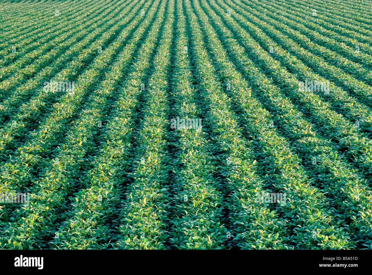 Roundup ready soybeans fotografías e imágenes de alta resolución Alamy
