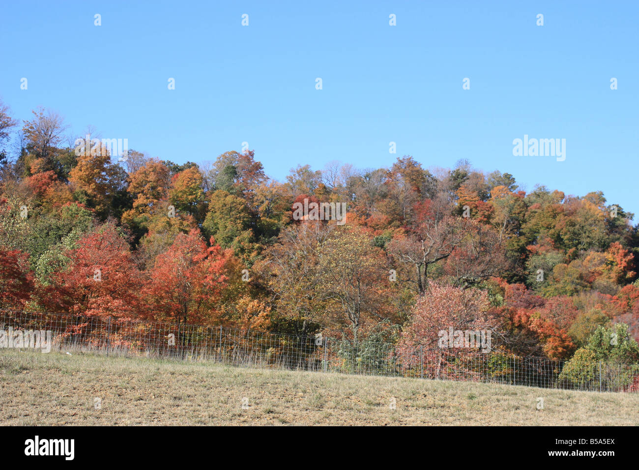 Temporada de otoño colores - árboles naturaleza WV USA Foto de stock