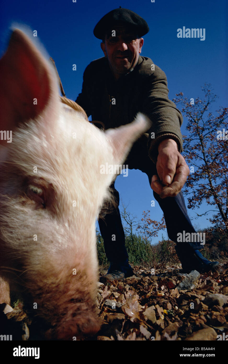 El hombre y su cerdo buscando trufas Foto de stock