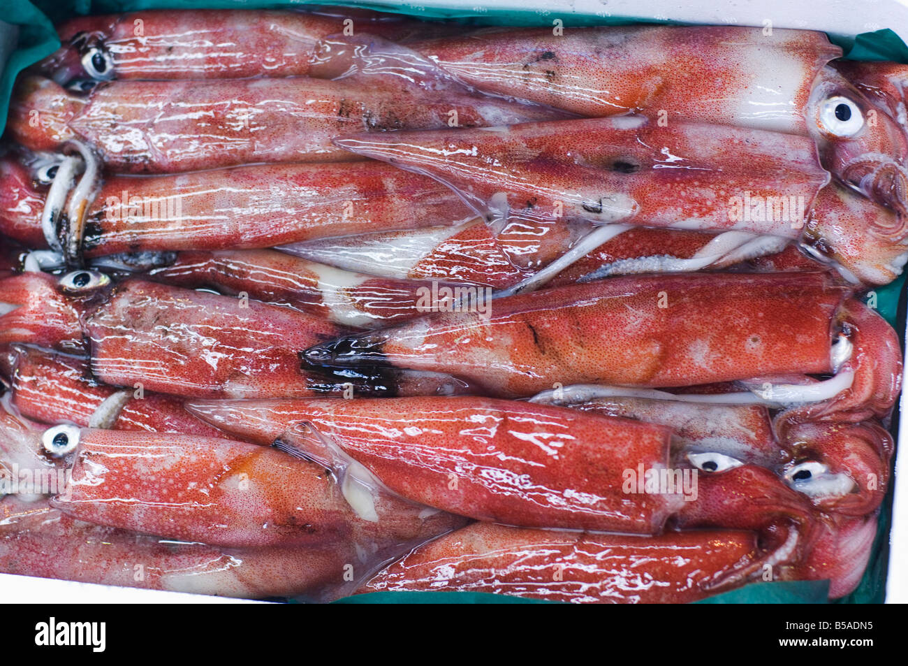 Sepia en el mercado de pescado de Tsukiji de Tokio, la isla de Honshu, Japón Foto de stock
