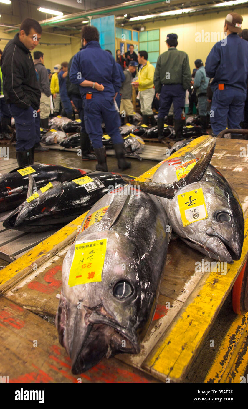 Gran atún pescado en trolley con compradores en el fondo, subasta de Atunes, mercado de pescado de Tsukiji, en Tokio, Japón, Honshu Foto de stock