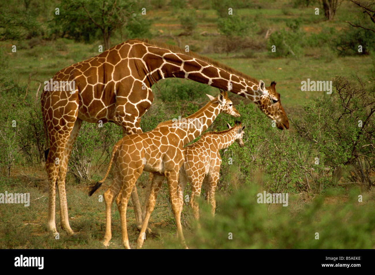 Jirafa reticulada Samburu de África África oriental Kenia Foto de stock
