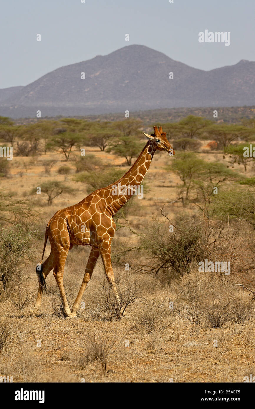 Jirafa reticulada (Giraffa camelopardalis reticulata), Reserva Nacional de Samburu, Kenia, África oriental, África Foto de stock