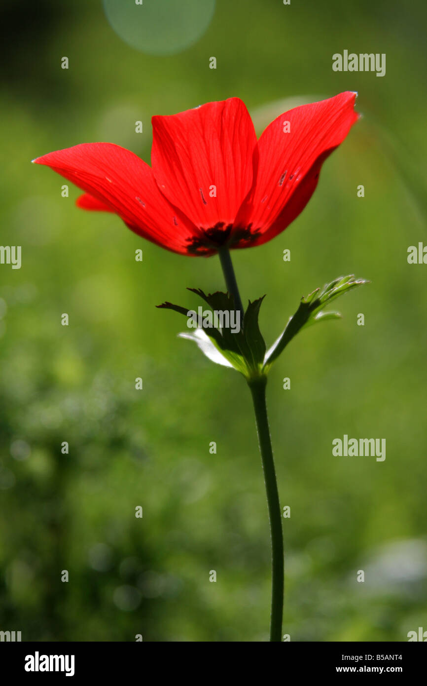 Flor de KALANIT Fotografía de stock - Alamy