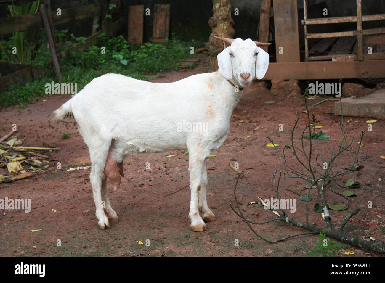 Una linda cabra blanca mirando directamente en frente de una perrera Foto de stock