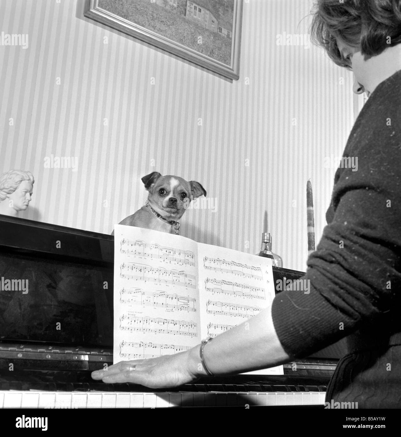 Woman piano dog fotografías e imágenes de alta resolución - Alamy