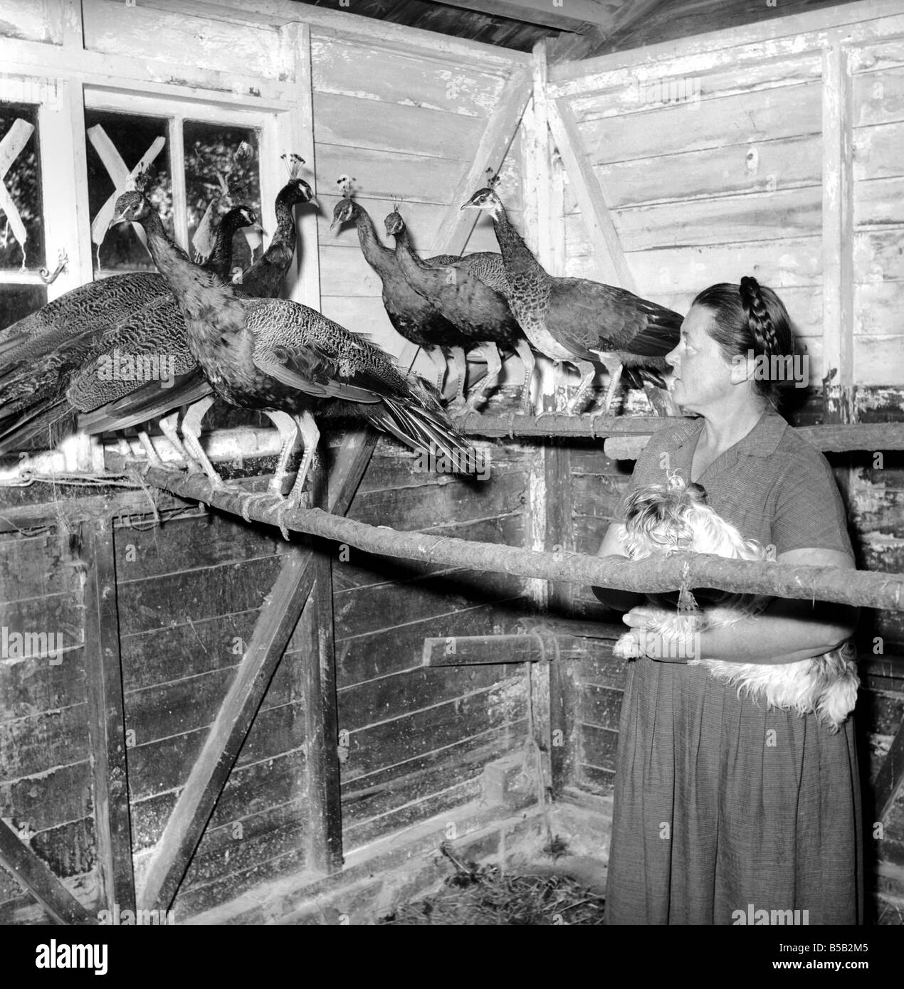 Granja de pavo real: los agricultores esposa con pavos reales para la venta.  1959 Fotografía de stock - Alamy