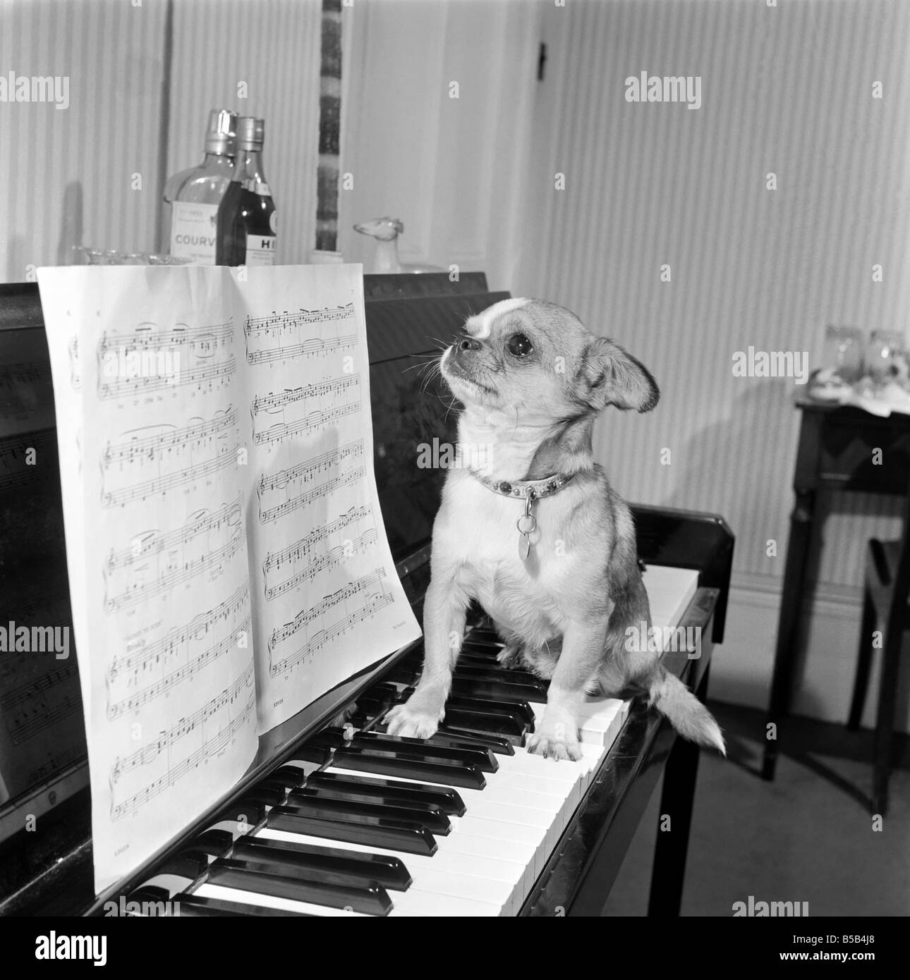 Perro tocando el piano. 1965 C100a-005 Fotografía de stock - Alamy