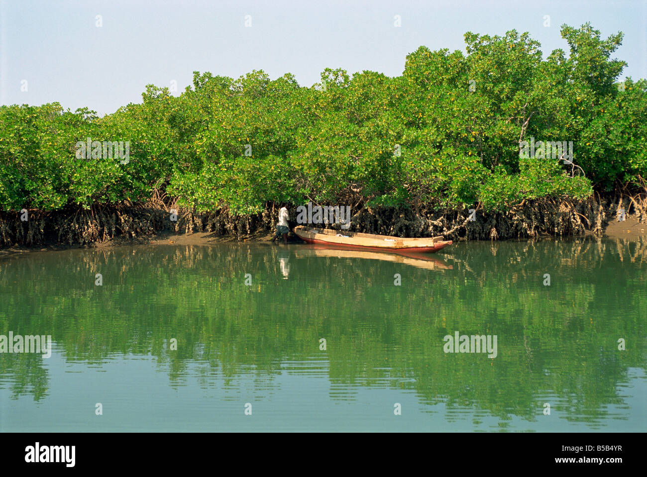La recolección de ostras de los manglares cerca Makasutu, Gambia, África occidental, África Foto de stock