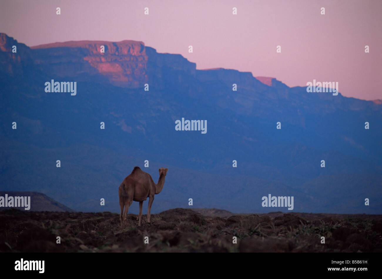 Camello y Dhofar escarpment al atardecer, región de Mirbat, Dhofar, Omán, Oriente Medio Foto de stock