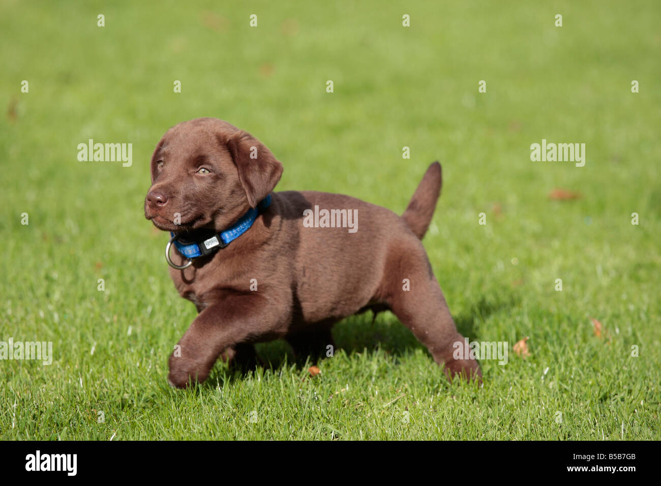 Perro lanudo marrón fotografías e imágenes de alta resolución - Alamy