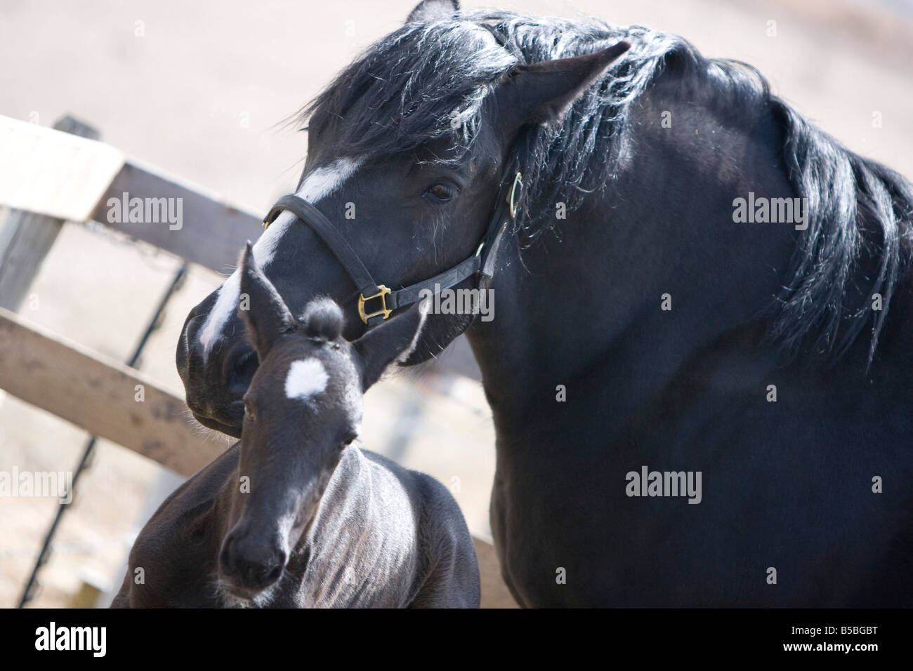 Percheron mare con potro a su lado de pie en un granero. Foto de stock