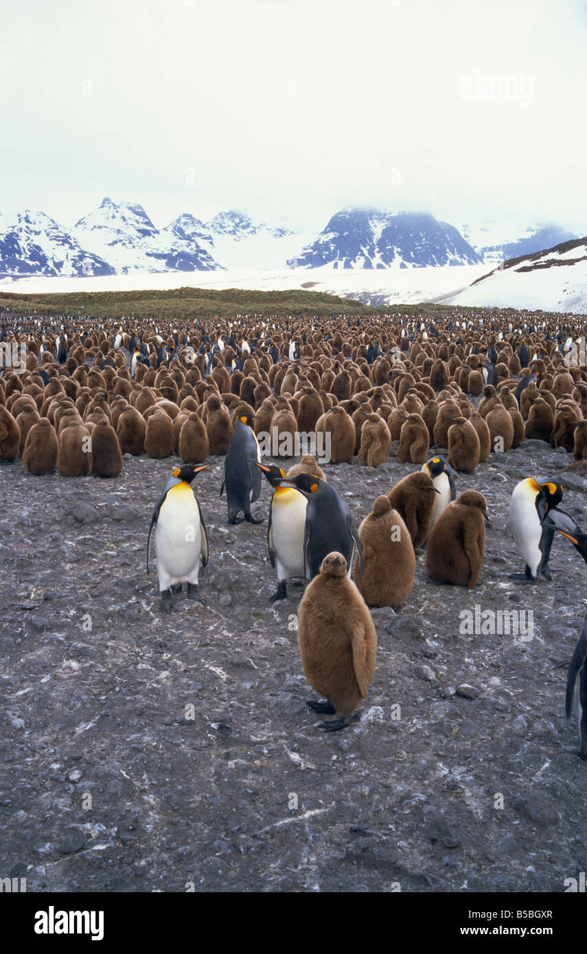 Y polluelos de pingüino rey en Georgia del Sur Atlántico Sur regiones polares Foto de stock