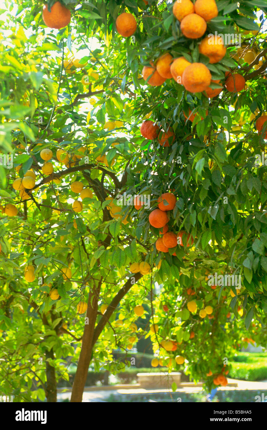 Naranjos y limoneros fotografías e imágenes de alta resolución - Alamy