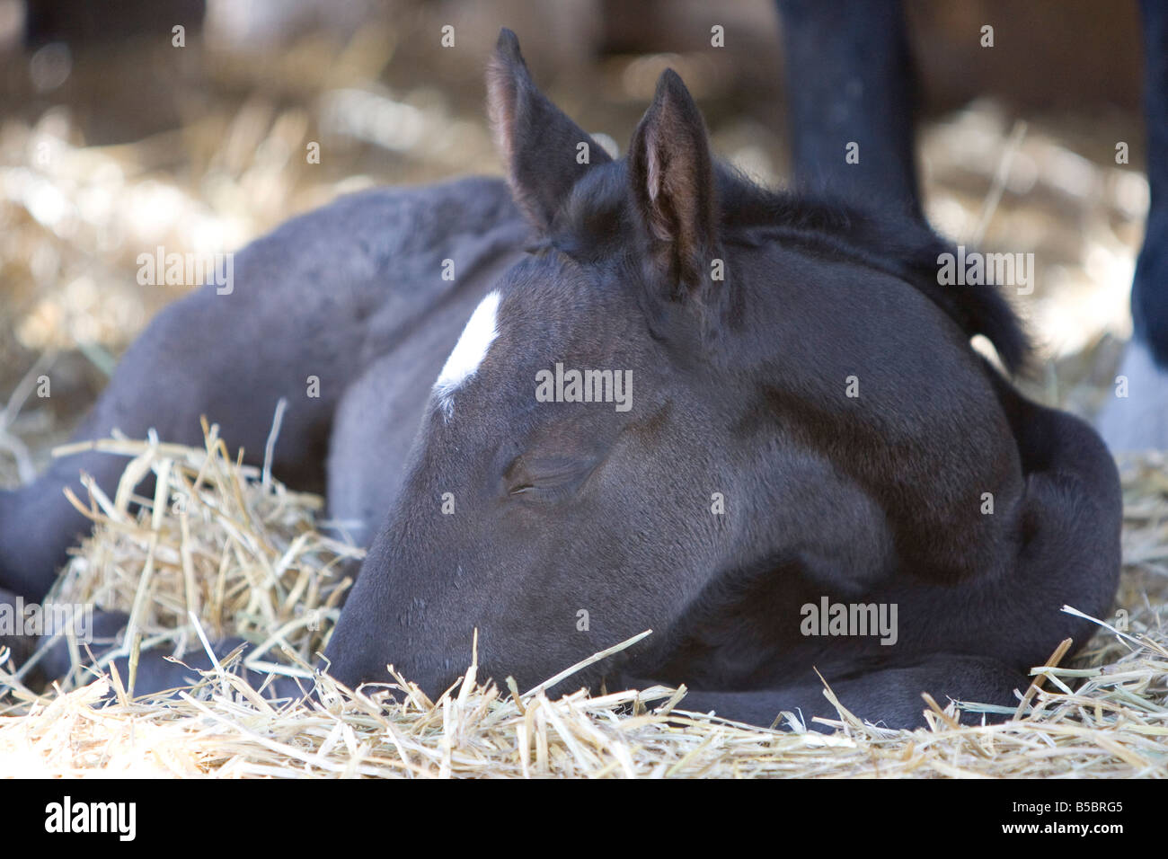 Dormir potro percheron bañada por el sol. Foto de stock