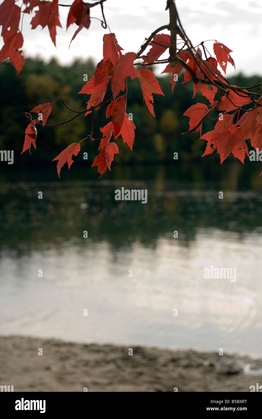 Hojas de otoño en Walden Pond, Concord, Massachusetts. Foto de stock