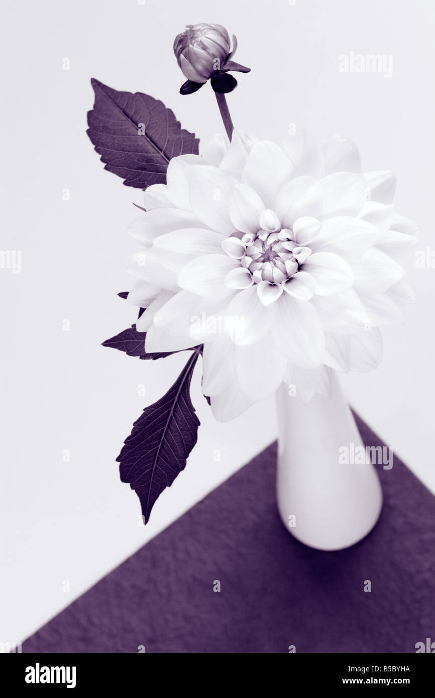 Uno blanco Dahlia en jarrón blanco Foto de stock
