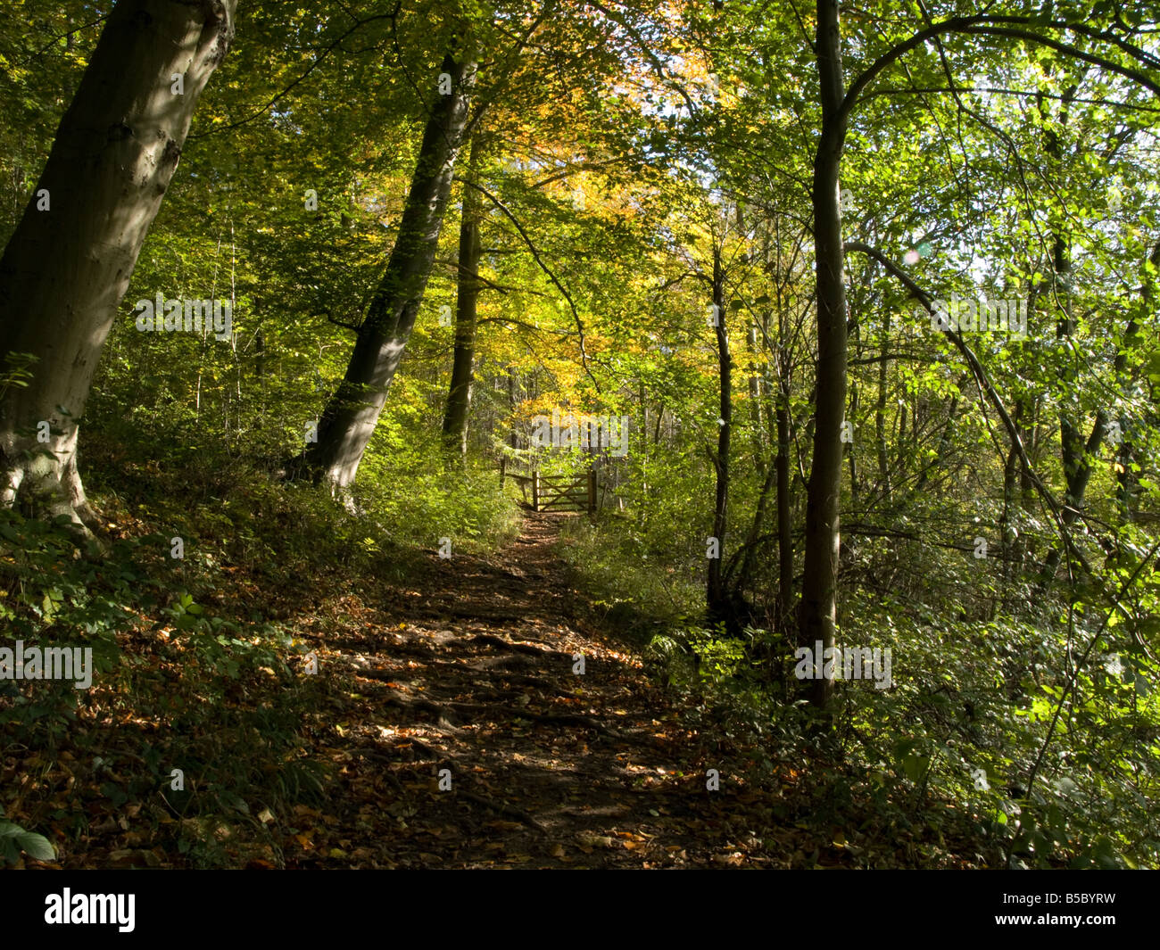 Otoño en bosques del parque nacional North York Moros Foto de stock