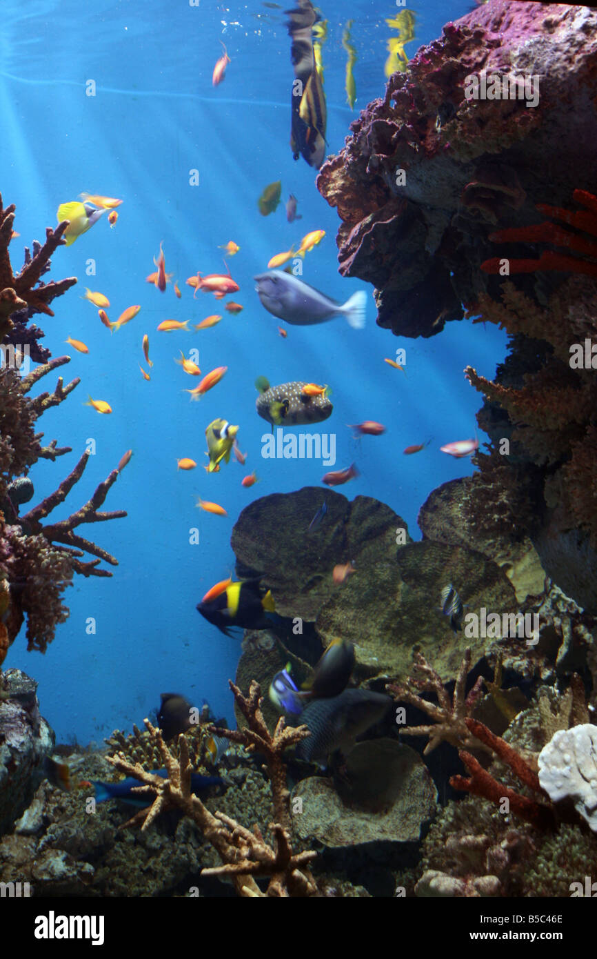- Marinas de peces de arrecifes de coral tropicales [L'Aquarium Barcelona, Moll d'Espanya del Port Vell, Barcelona, Cataluña, España y Europa]. . Foto de stock