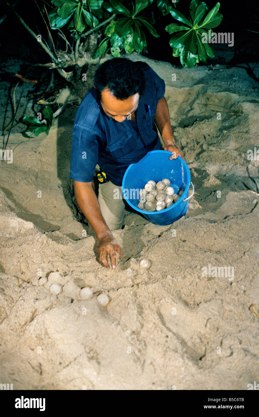 Ranger "Verde Mar" de recolección de los huevos de tortuga. Foto de stock