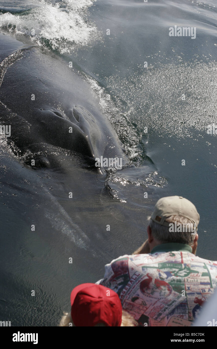 Observadores de ballenas con equipo