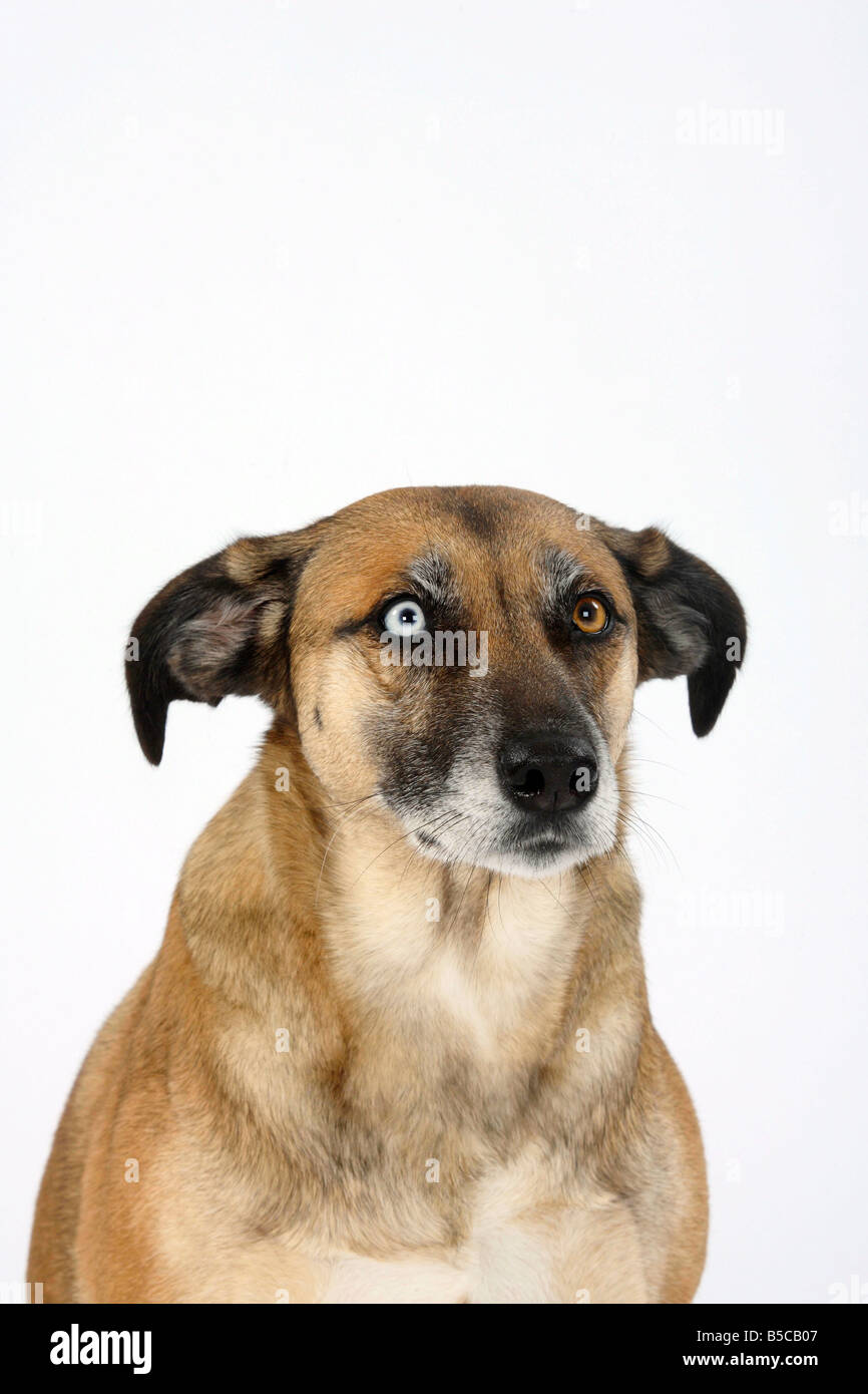 Perro de raza mixta odd eyed miedo tímido Foto de stock