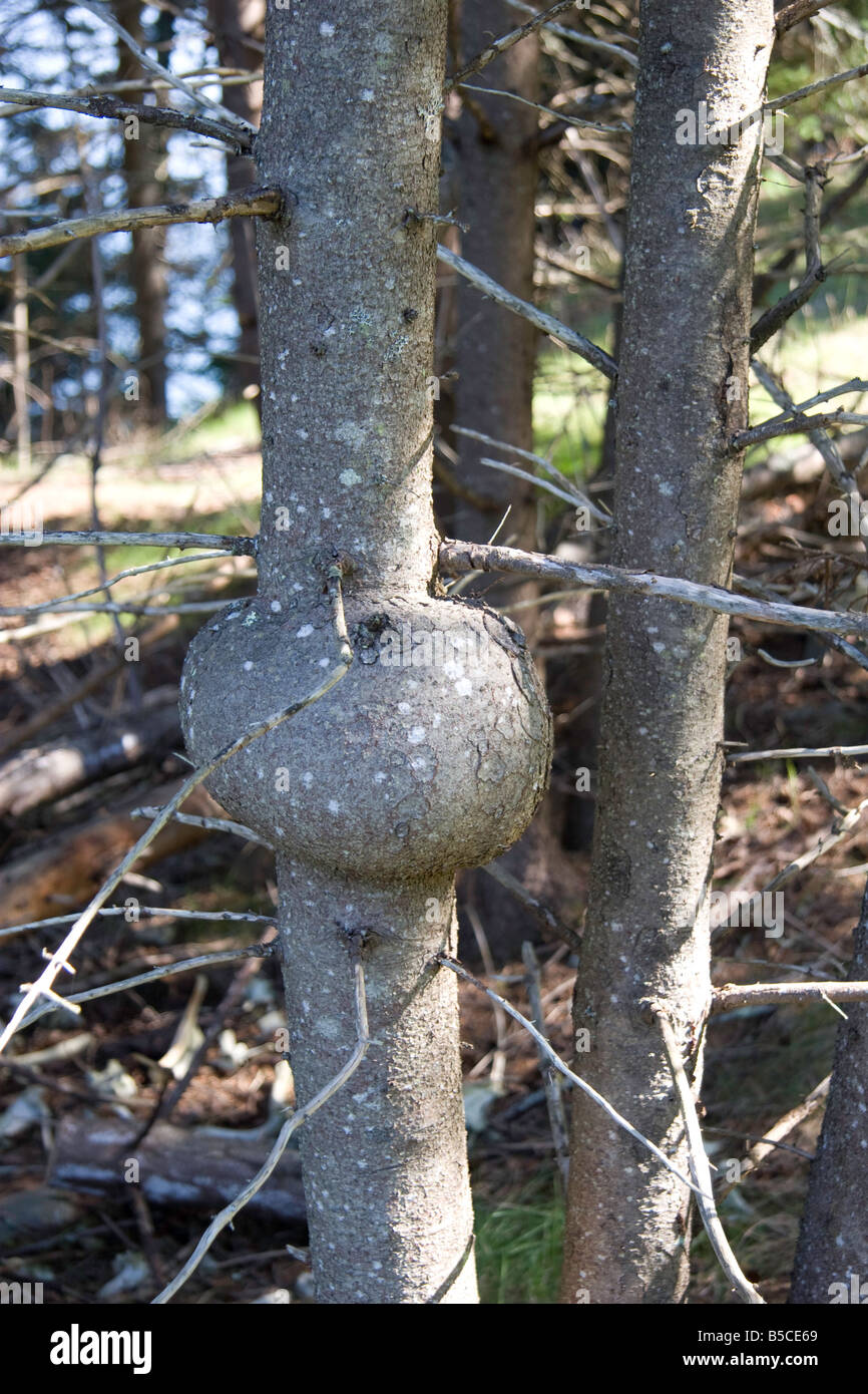 Protuberancia del tronco del árbol fotografías e imágenes de alta  resolución - Alamy