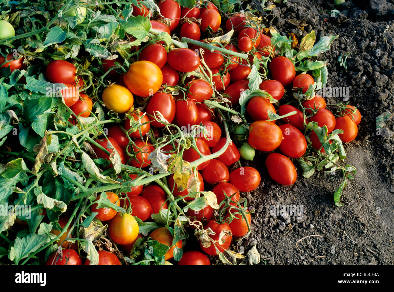 "Roma" tomates maduros en la vid. Foto de stock