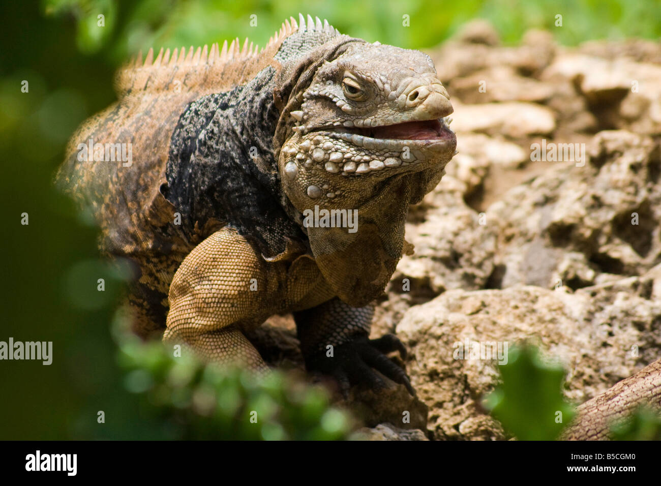 Una iguana derramamiento es piel Foto de stock