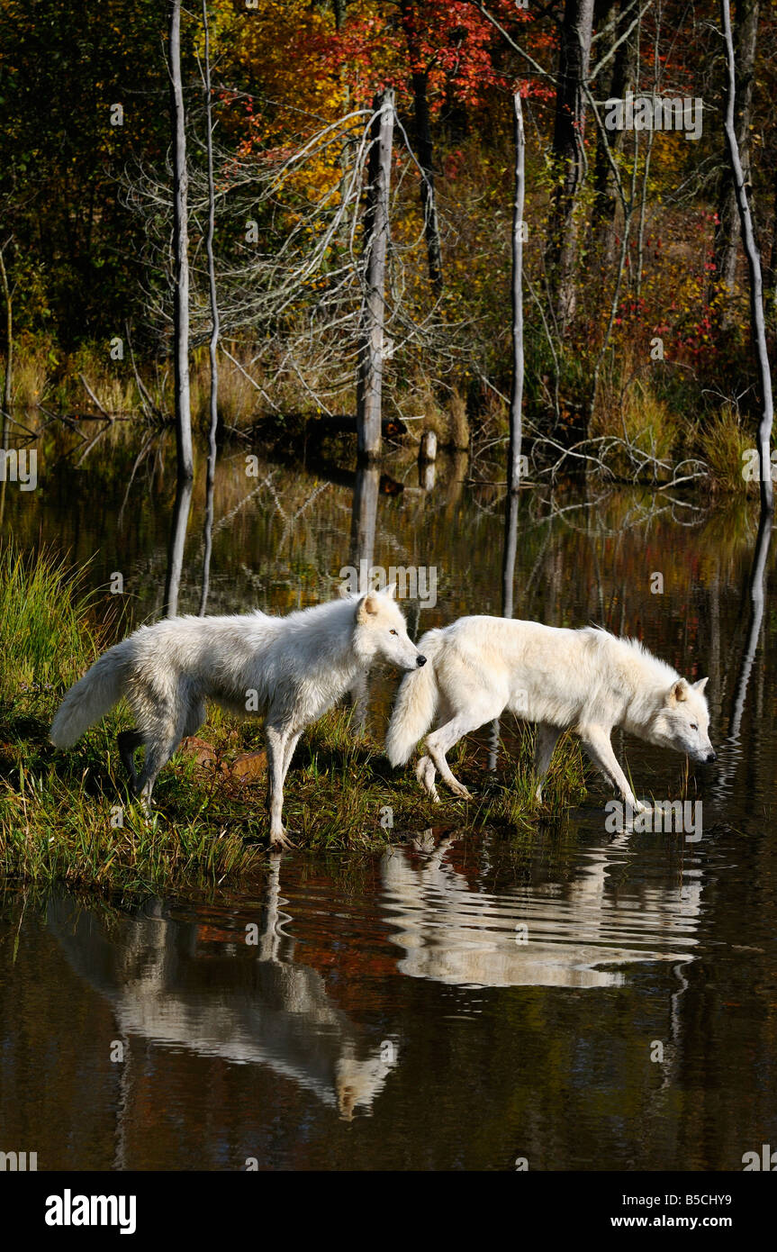 Dos lobos árticos la caza de aves acuáticas en el borde de un lago refleja en agua con un bosque de Otoño Foto de stock