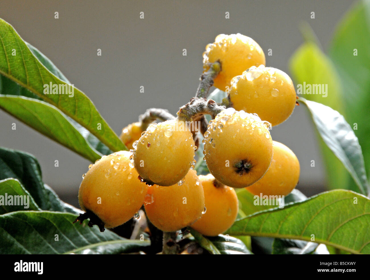 Frutas, níspero Eriobotrya japonica Foto de stock