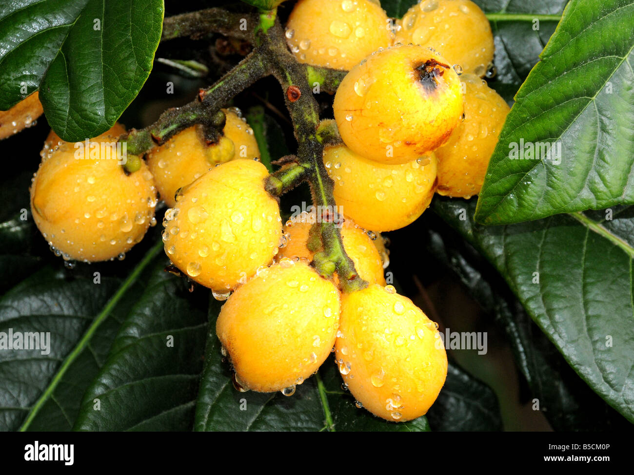 Frutas, níspero Eriobotrya japonica Foto de stock