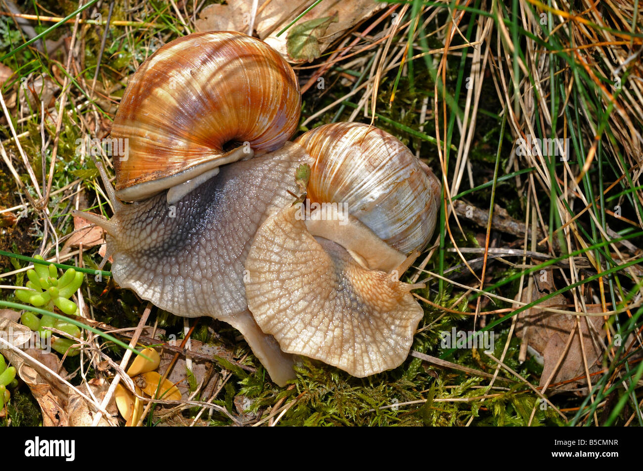 Apareamiento de los caracoles de Borgoña, Romano, caracoles Helix pomatia Foto de stock