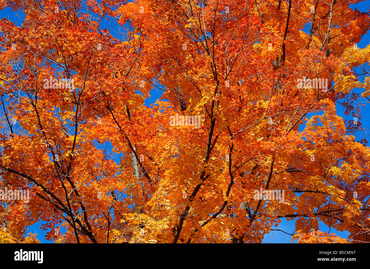 Omemee ontario canada fotografías e imágenes de alta resolución Alamy