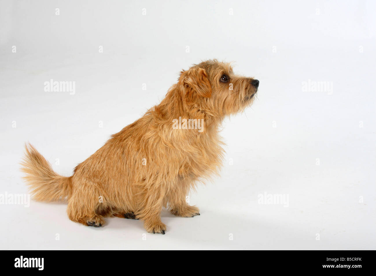 Norfolk Terrier Adult Fotos E Imagenes De Stock Alamy Norfolk Terrier Adult Fotos E Imagenes De Stock Alamy