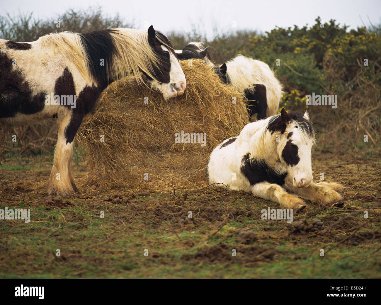 Piebald Welsh ponis alrededor de una paca de heno, punto Lydstep, Pembrokeshire, Gales , Europa Foto de stock