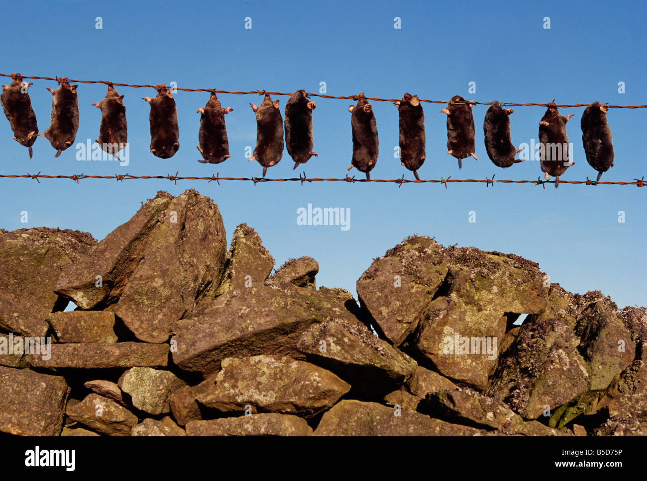 Moles colgando sobre la valla de alambre, Inglaterra, Europa Foto de stock